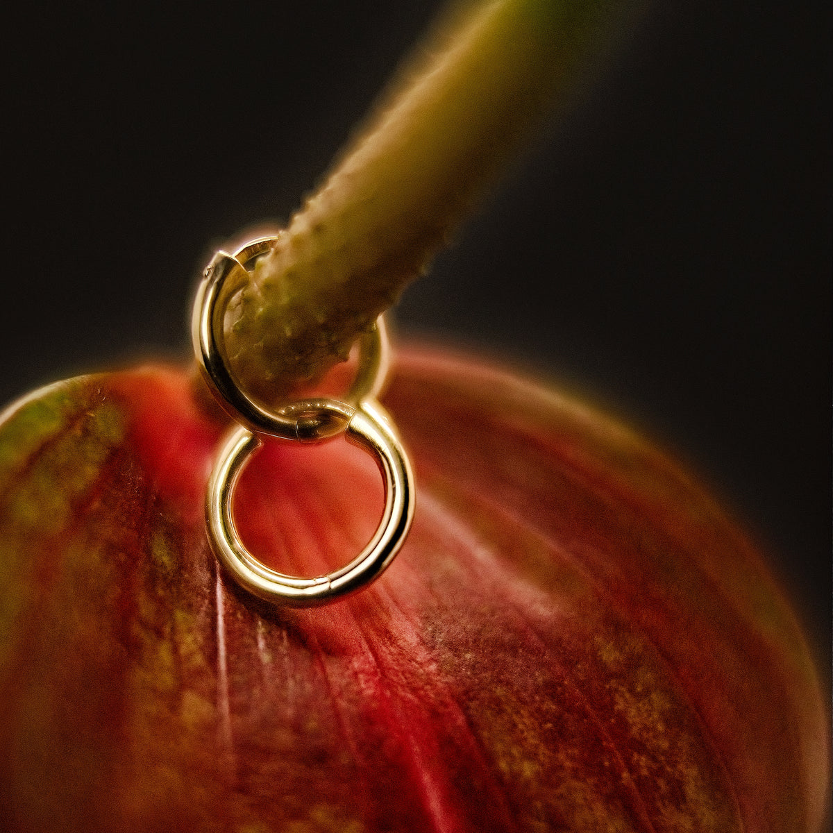 Mini Huggie Hoops Solid Gold